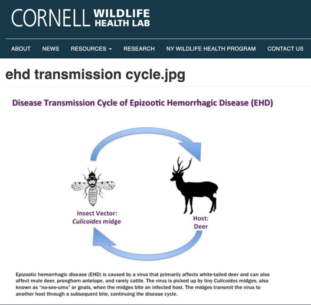 UPDATE: Epizootic Hemorrhagic Disease CONFIRMED In Kingston-area Deer ...