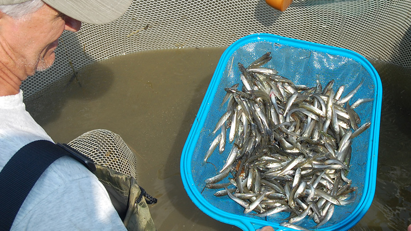 Net full of fish at fish hatchery