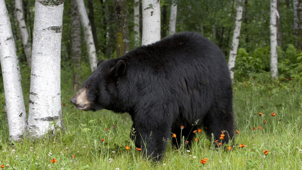 Black Bear in the forest