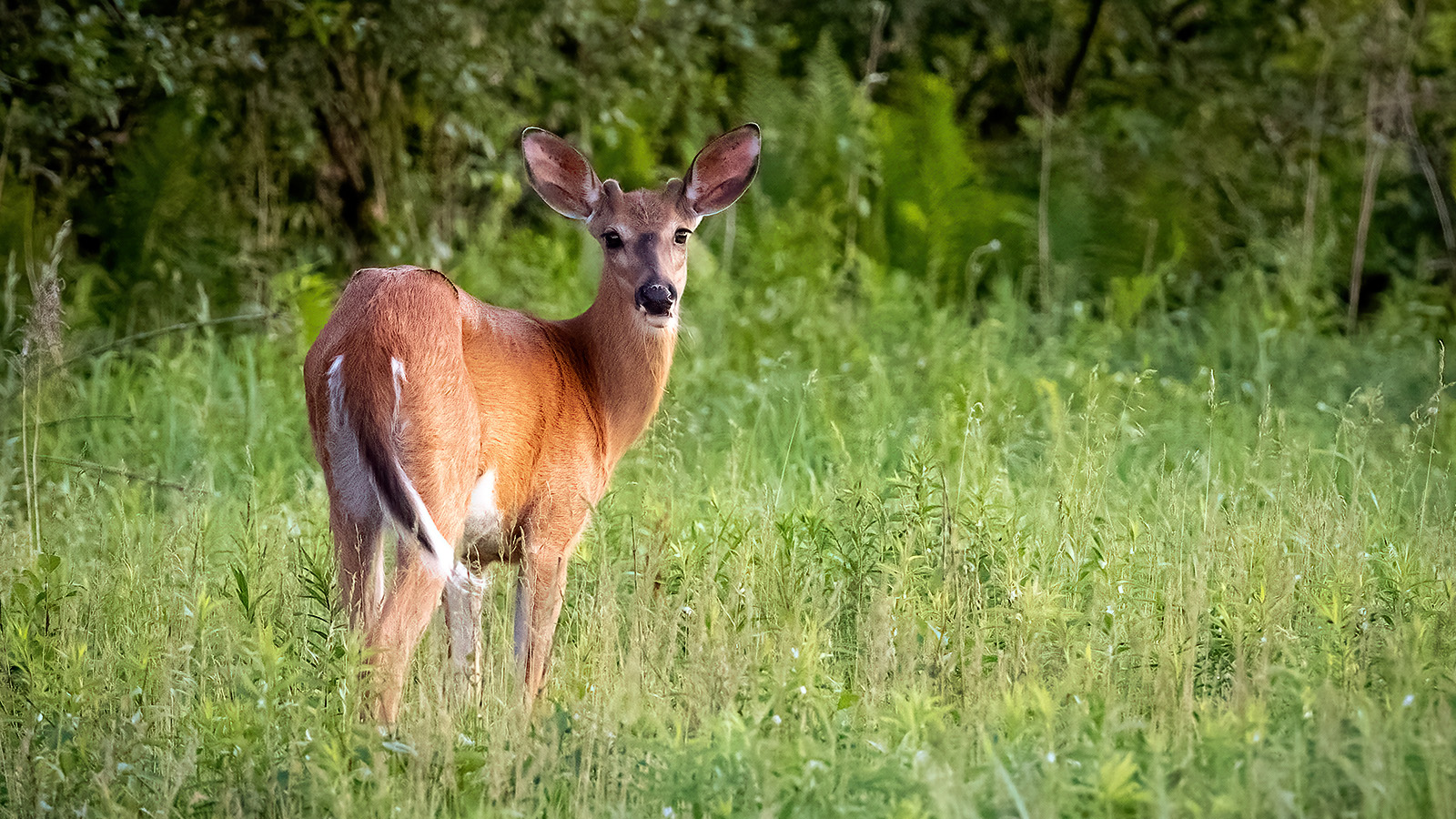 White-tailed deer in field