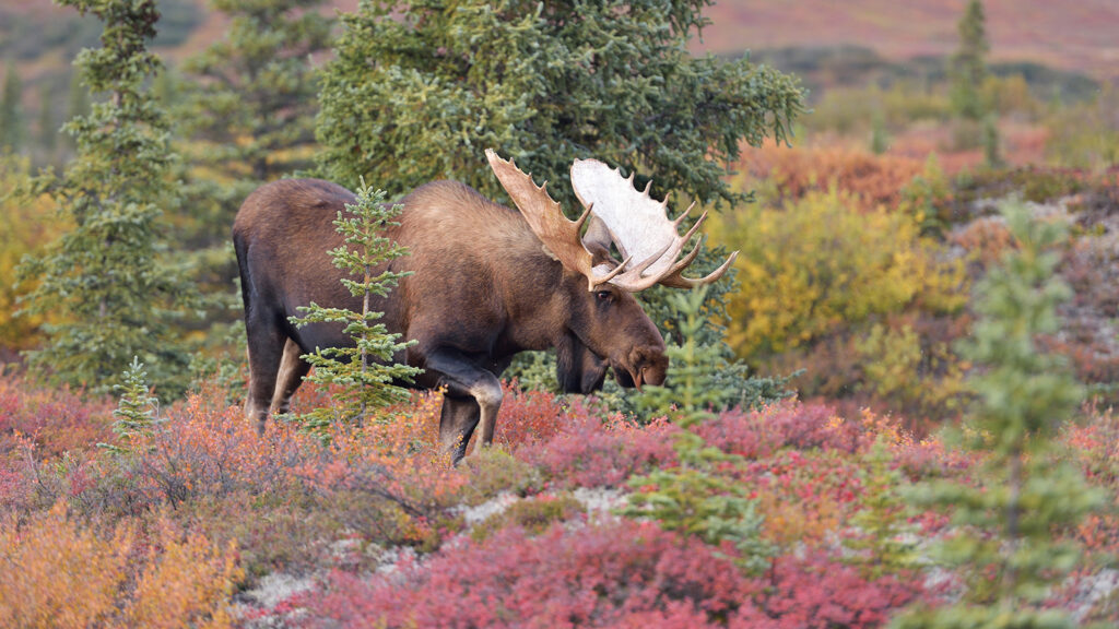 Bull Moose in the fall