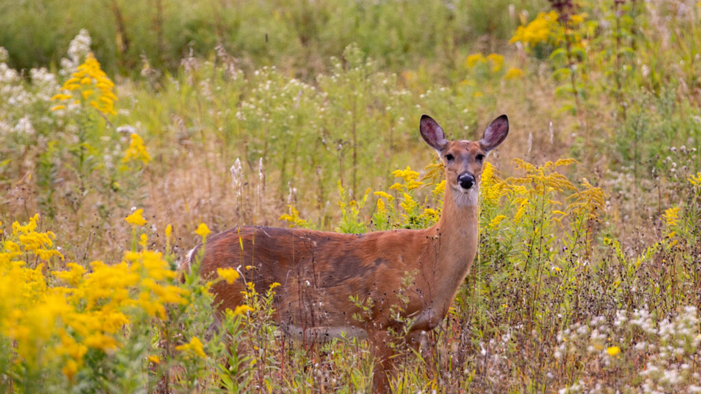 White-tailed deer in field