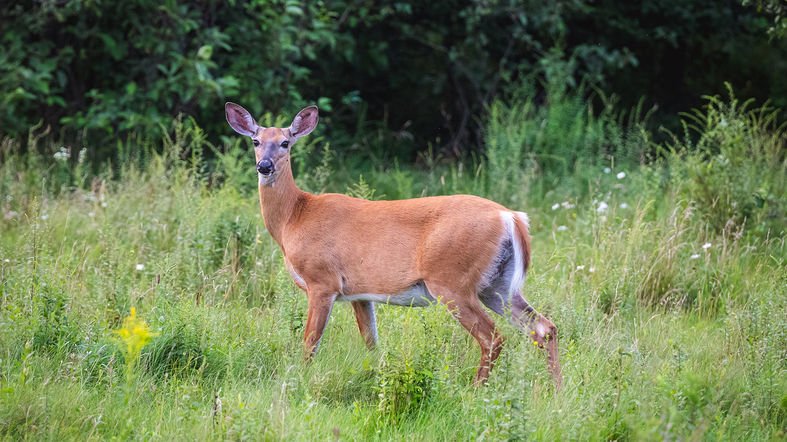 White-tailed deer in field