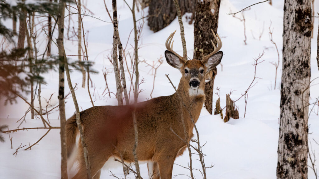 White-tailed deer in the snow