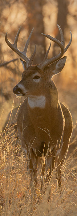 2025 Provincial Election | Priorities for Wildlife